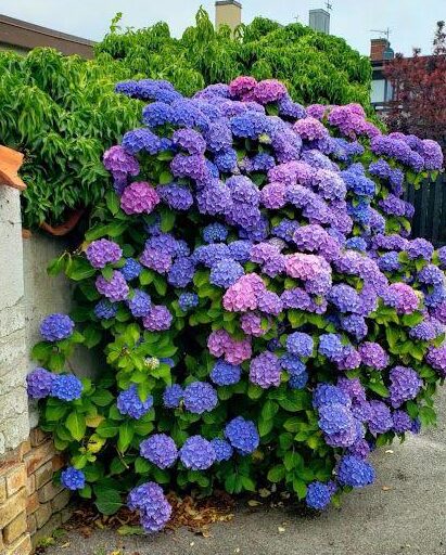 Гортензия крупнолистовая Гамбург ЗКС