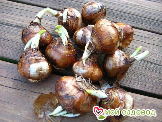 Нарцисс Соулер Флэр